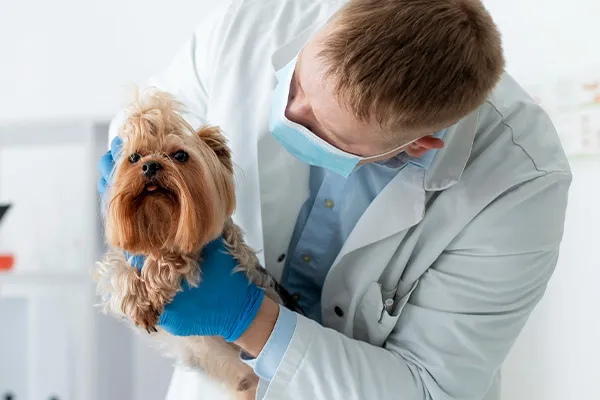 Veterinários