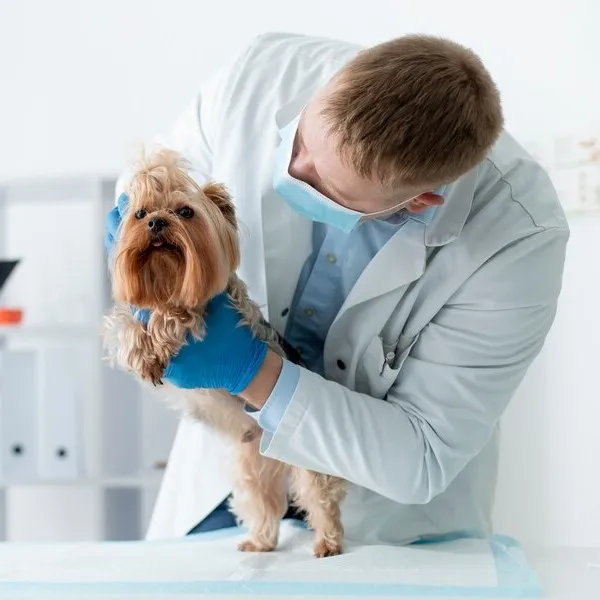 RC Veterinários